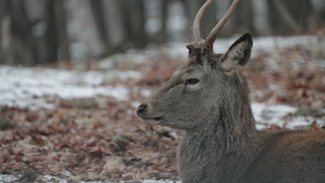 wild deer in natural habitat in parc omega wildlife park in canada - close up shot