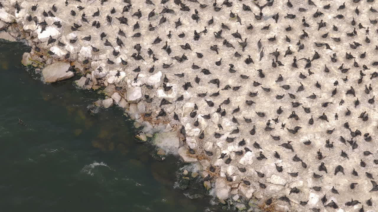 Lateral aerial movement showing thousands of cormorants packed on rocky coastal island
