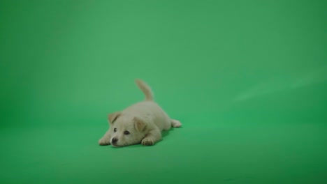 full view of a white dog laying down in the green screen studio then walking away