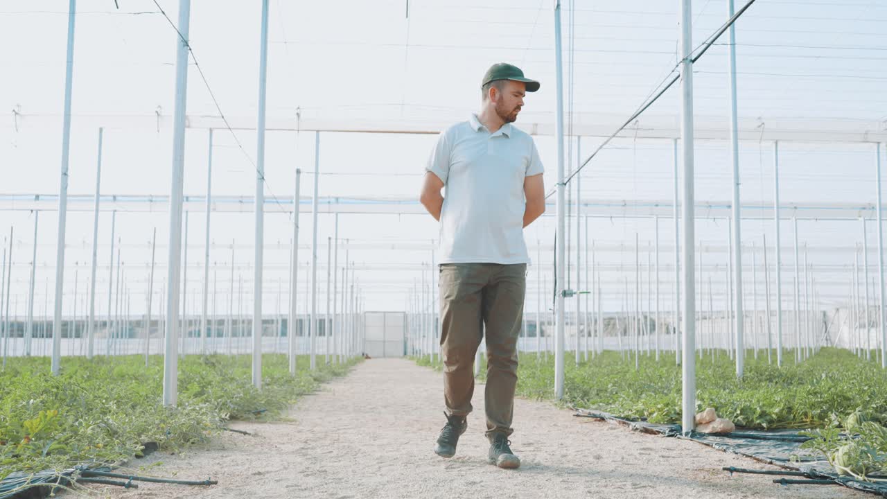 Farmer walking and inspecting watermelon plants in greenhouse