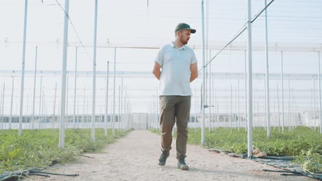 farmer walking and inspecting watermelon plants in greenhouse