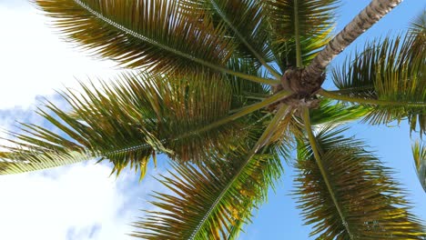 Palm Tree Crown Under a Cloudy Sky