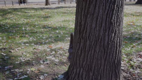 una ardilla no tan tímida salta de un árbol