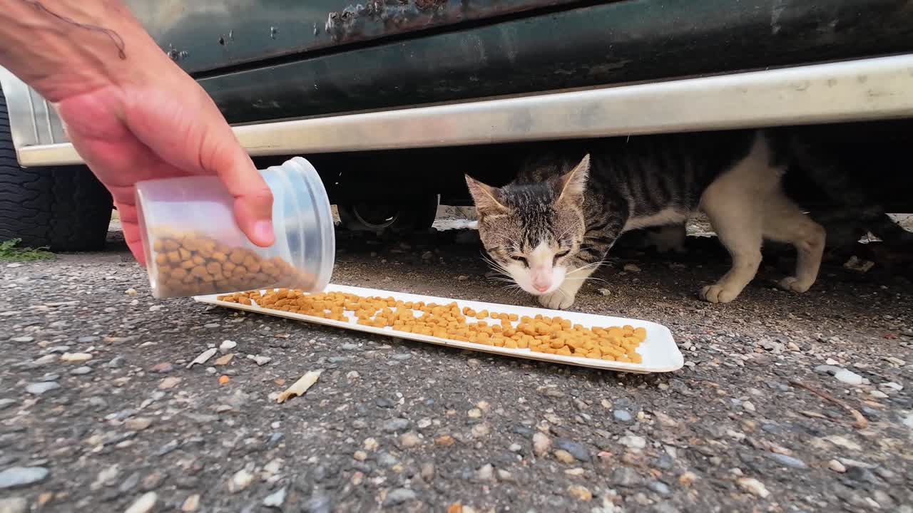 Harte Realität des Tierschutzes: Schutzlose Katzen und Kätzchen fressen verzweifelt Trockenfutter unter einem Auto auf einer schmutzigen Straße in der Stadt