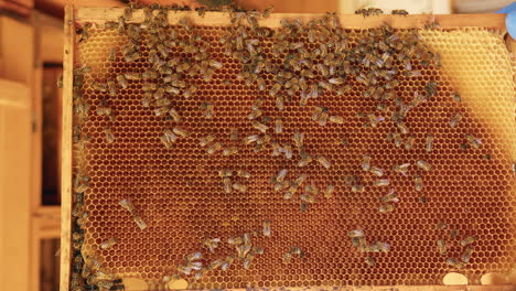 wooden frame with a comb and bees collecting honey and beeswax, close up