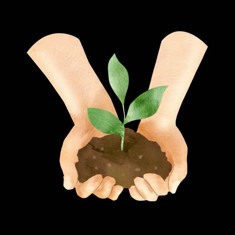 growing plant in hands animation isolated asset, transparent 4k video, alpha channel, prores 4444