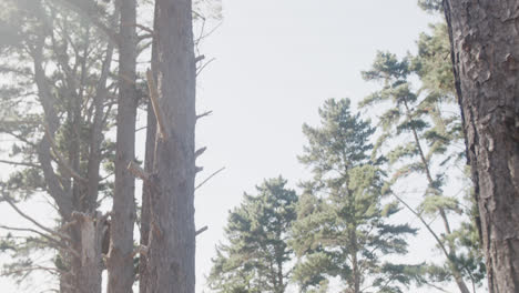 Happy-african-american-couple-hiking-with-trekking-poles-in-forest,-slow-motion