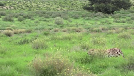 Panning-shot-of-a-male-leopard-walking-through-the-lush,-green-landscape-of-the-Kgalagadi-Transfrontier-Park