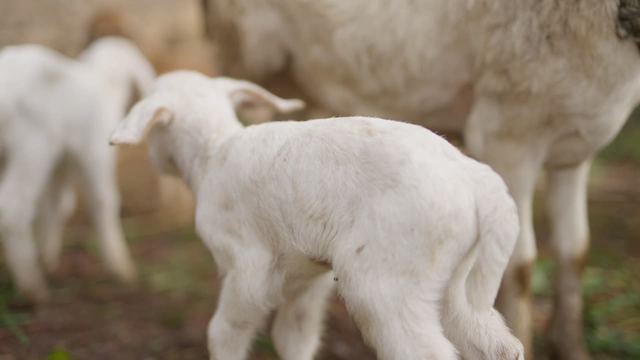 pecore e lampada che mangiano latte