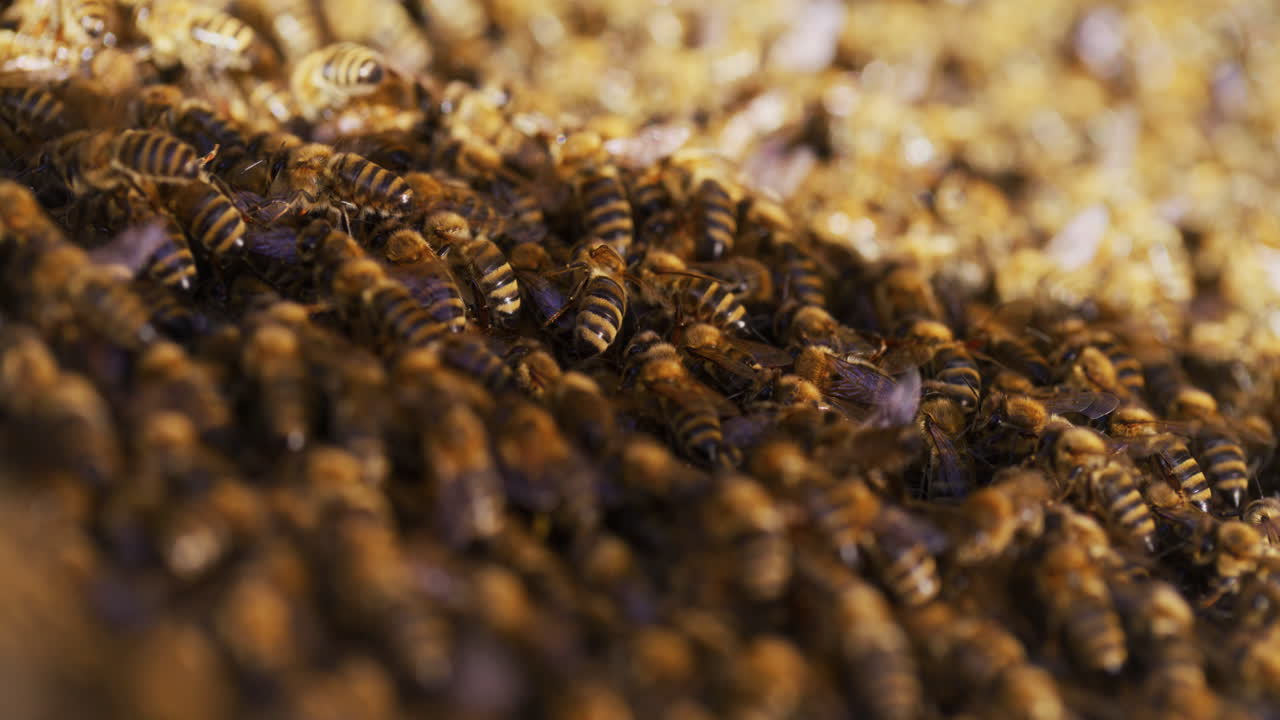 primer plano de las abejas en un apiario