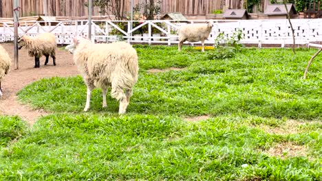 domestic woolly sheep in farm barnyard in malaysia