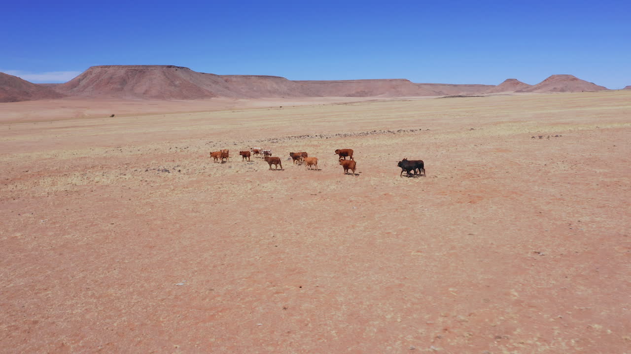 Aerial: Following from the side a herd of brown cows running in the Namib desert
