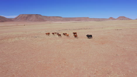 aerial: following from the side a herd of brown cows running in the namib desert