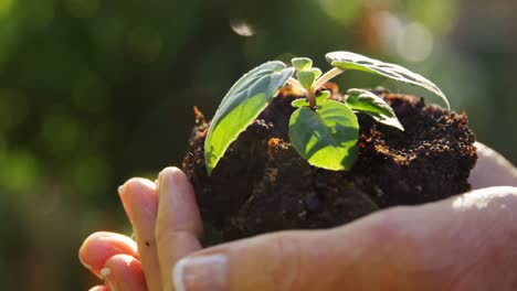 close-up of woman holding young plant