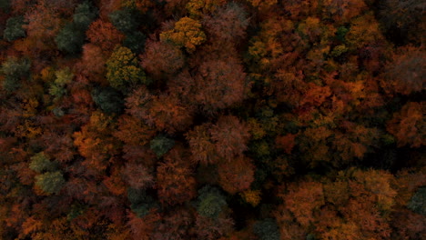 aerial footage over autumn trees, forest when leaves change color, top view of the autumn forest