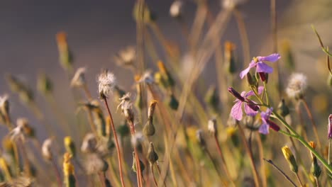 lunaria pink wildflowers blowing in gentle breeze, closeup