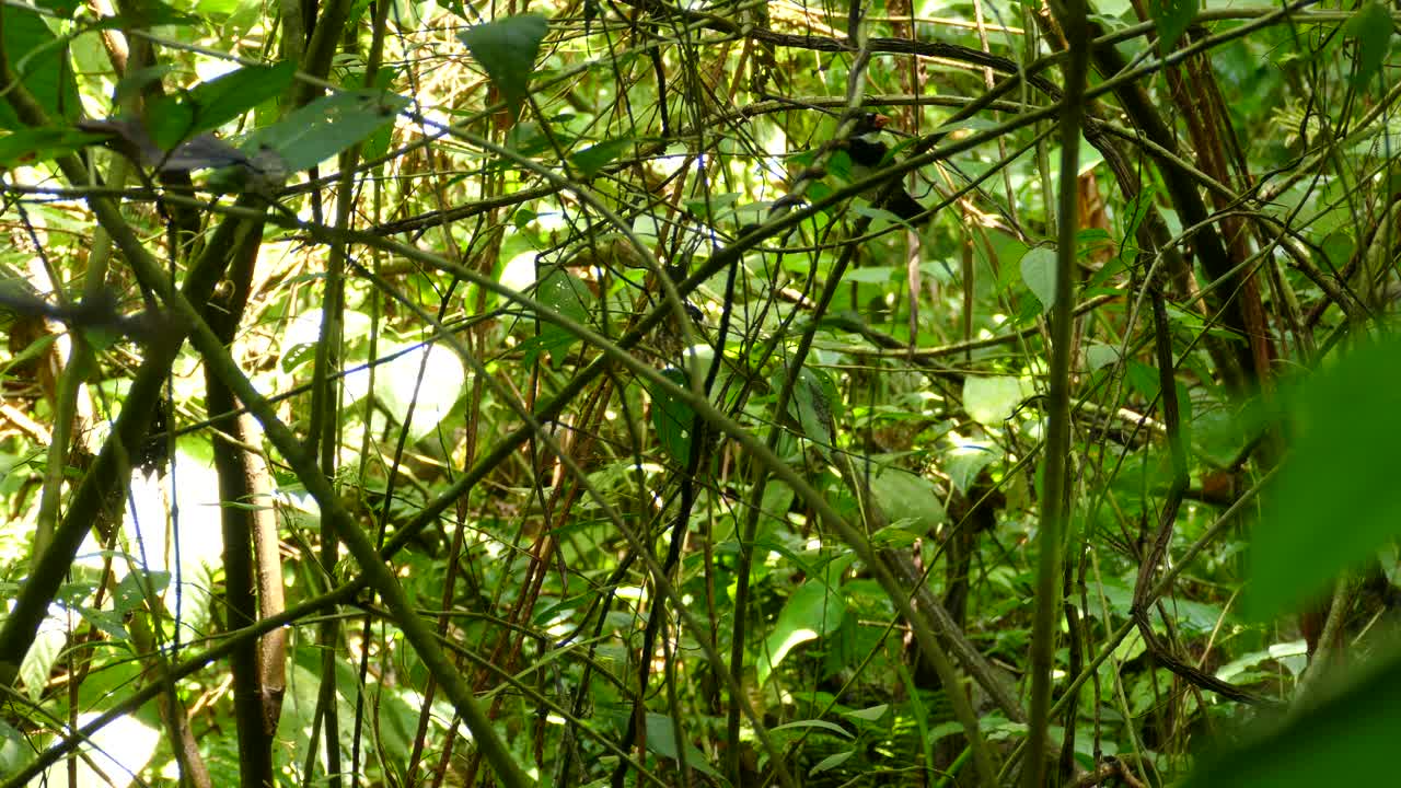 두 마리의 새의 움직임은 가지와 포도나무의 덤불을 통해 볼 수 있습니다.