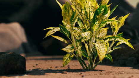 green-plant-at-sand-beach