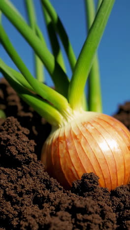 growing onions in soil