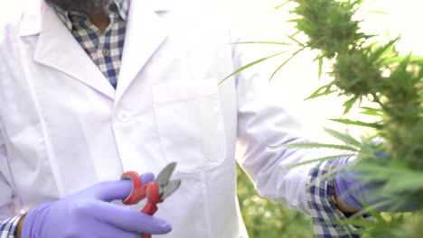 crop scientist cutting cannabis plants in greenhouse