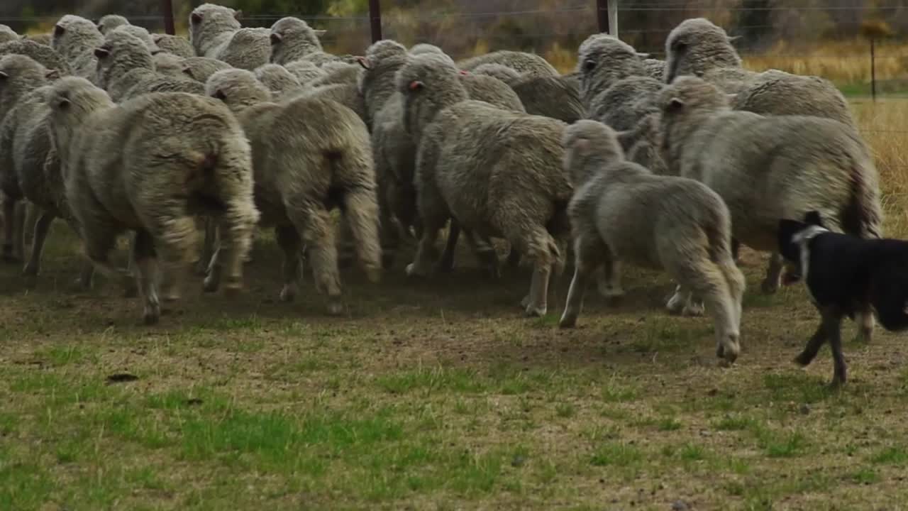 Close-up of running sheeps on a meadow, haunted by dogs