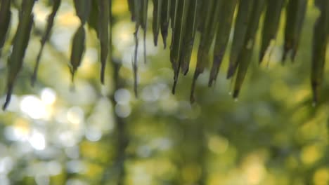 Slow-closeup-shot-of-a-palm-branch