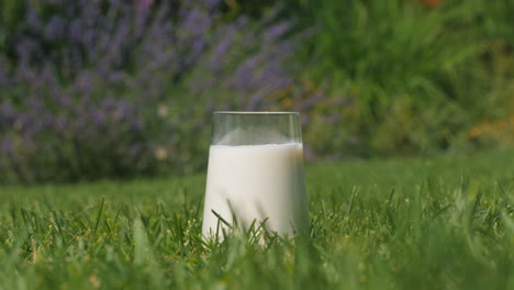 glass of milk on grass in garden