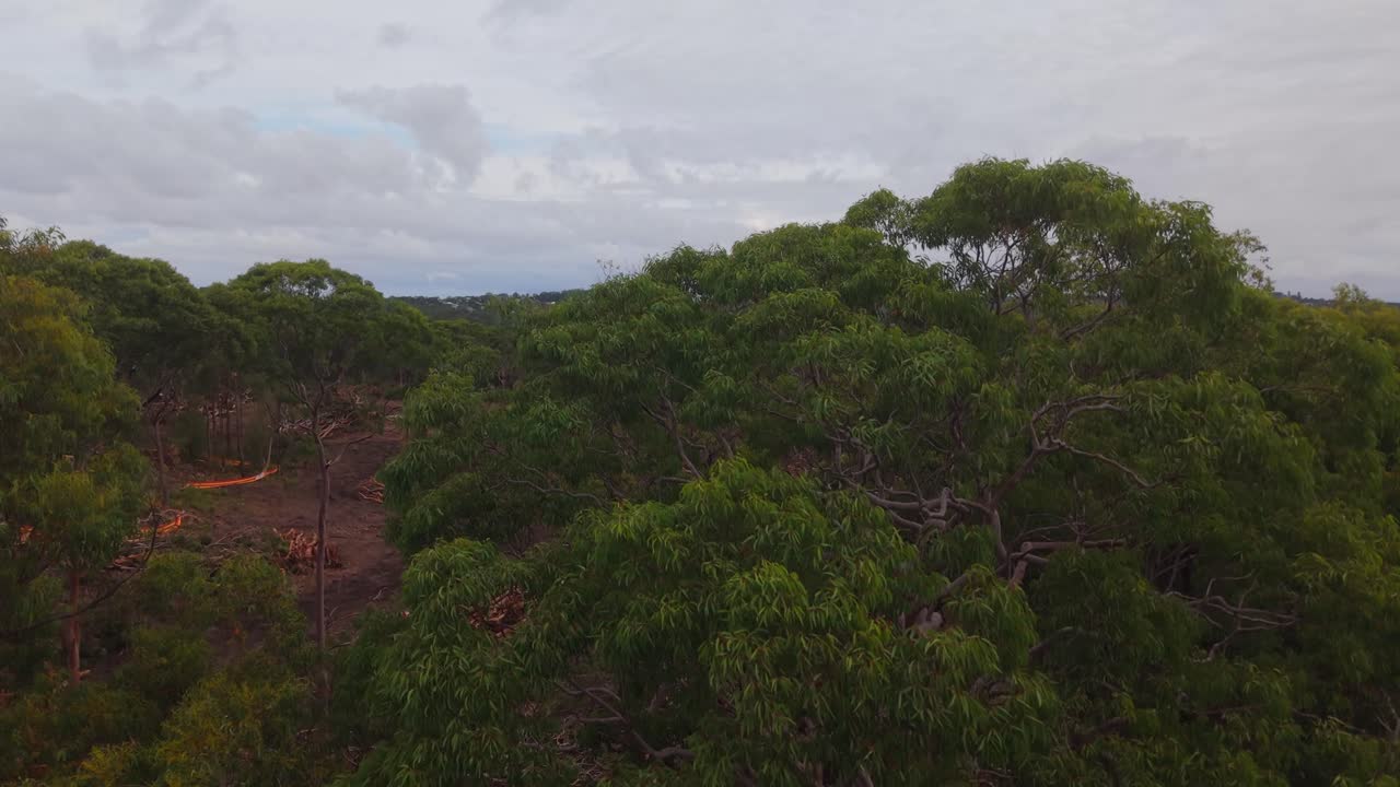 Drone ascends above deforested eucalyptus zone in New South Wales, revealing wide cleared land