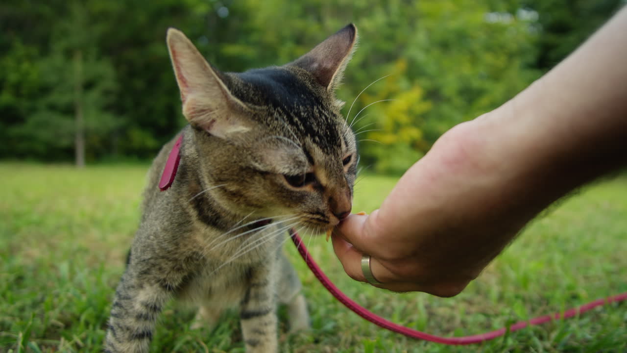 Small pretty cat walking in the park with young woman owner eating some treats food. Close-up of kitty on green grass. Nature