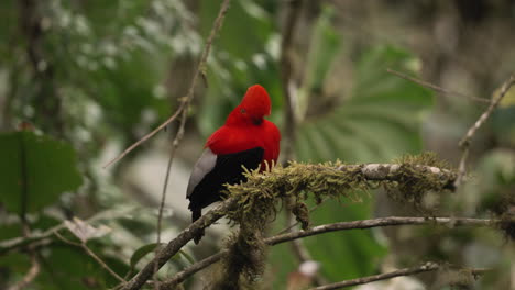 el pájaro gallito de las rocas andino salta y llama a una rama en el bosque - primer plano
