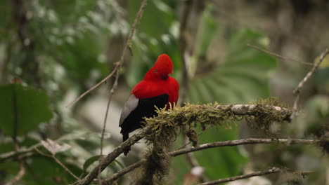 andean cock-of-the-rock bird hops and calls on branch in the forest - close up shot