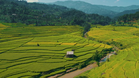 The-drone-soars-above-a-picturesque-landscape-in-a-Nepalese-village,-capturing-the-stunning-yellow-rice-fields,-a-charming-home-nestled-in-between,-a-tranquil-flowing-river,-and-the-lush-green-hills