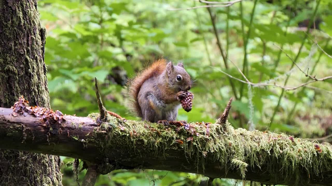American red squirrel eating seeds of conifer cone in Sitka National Historical Park, Alaska.