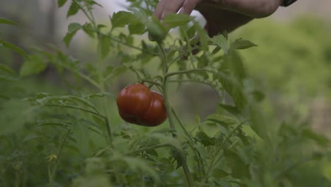 Pflücken-Sie-Tomaten-Im-Garten.-Frische,-Gesunde-Lebensmittel-Im-Hinterhof-Im-Iran.-In-Der-Erntezeit-Wird-Gemüse-Angebaut.-Tomatenmark-Und-Bio-Garten-Im-Bergwald-Angebaut.-Leben-Der-Einheimischen-Im-Hyrkanischen-Wald-Gilan