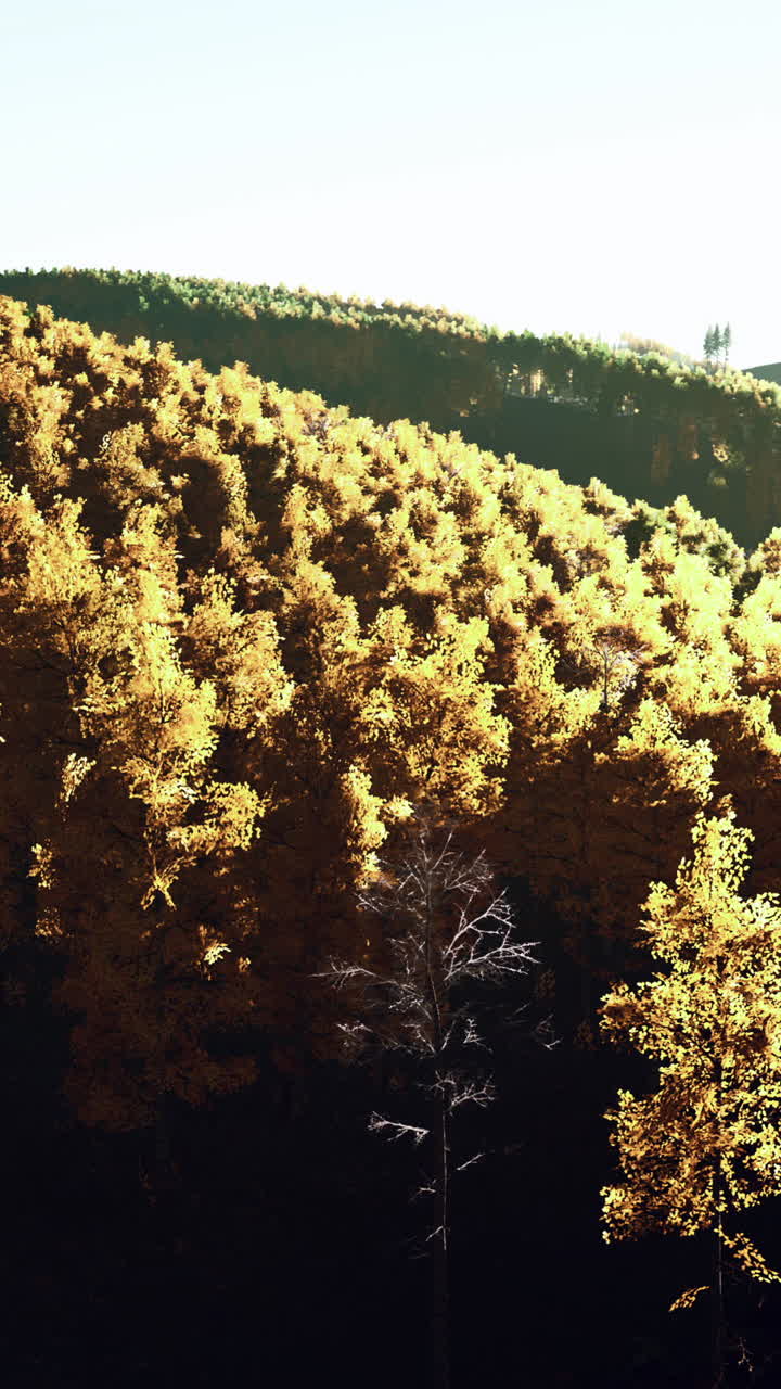 황금빛 가을 숲