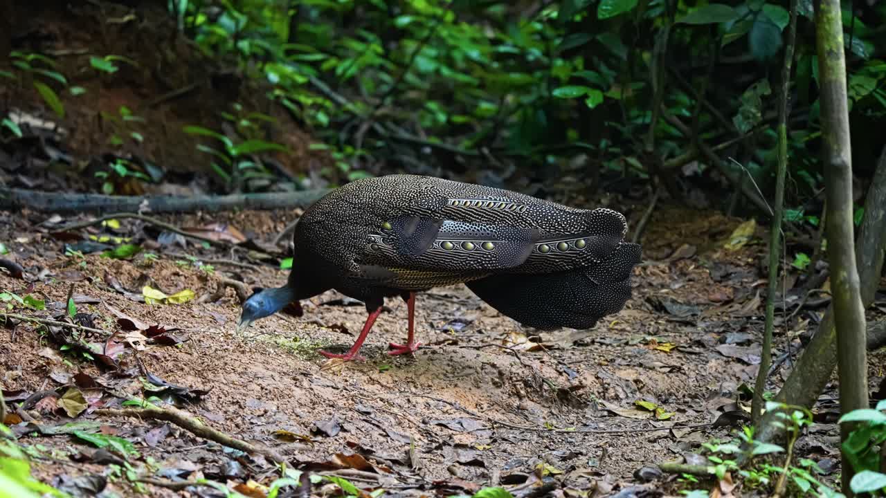 Great Argus Portrait Pecking On The Forest Ground. Close-up Shot
