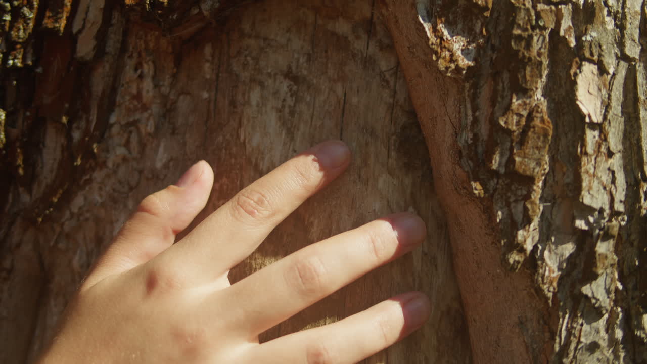 Touching a tree on sunny day in the park close up macro. Woman in the forest friendly hugs a tree. Calm meditation