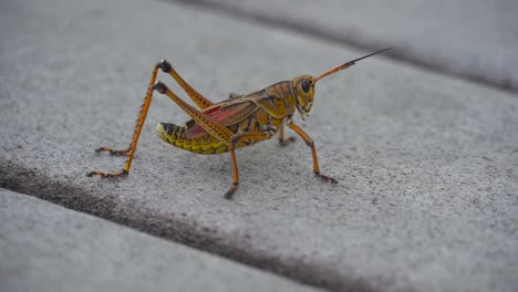 large grasshopper walking across wooden boards -everglades national park- eastern lubber grasshopper