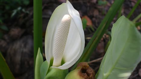 flor blanca de planta de taro u orejas de elefante o colocasia esculenta en sri lanka