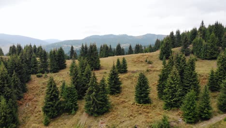 Lowering On Tree Conifers On The Mountains