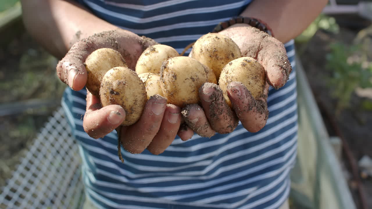 Uomo birazziale che lavora in giardino e tiene in mano patate, al rallentatore