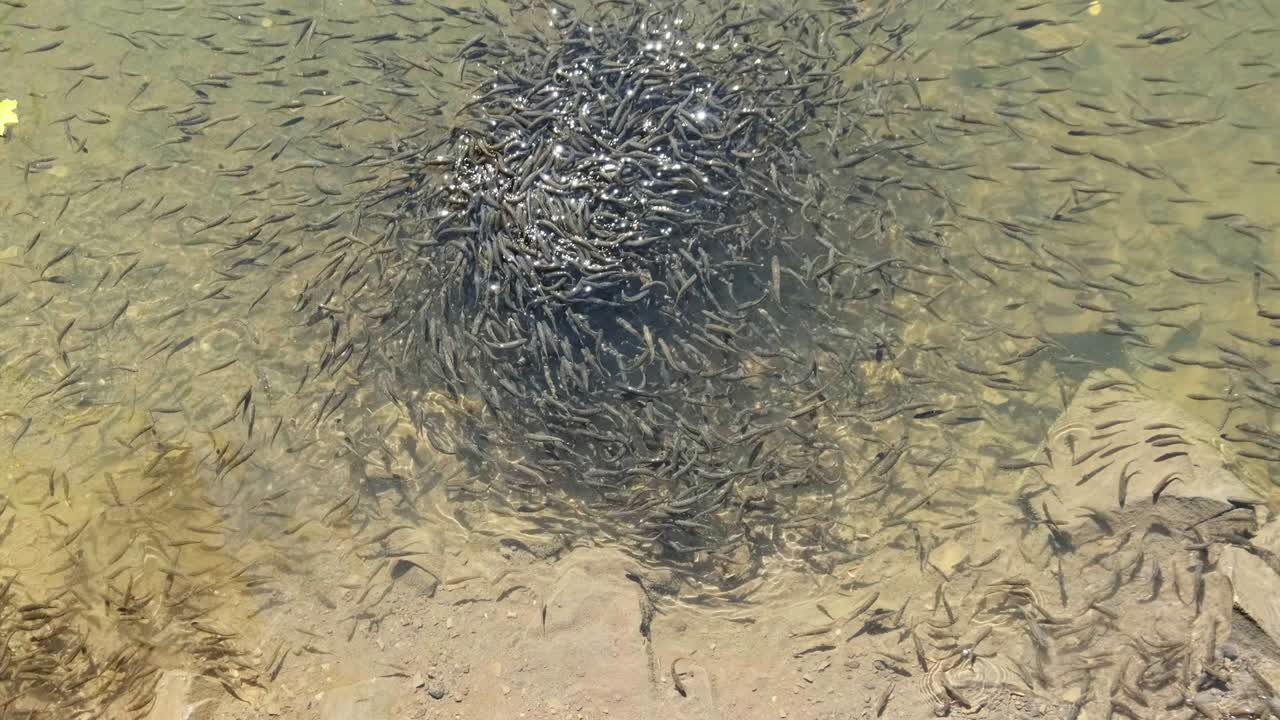 una gran bandada de peces pequeños nada cerca de la superficie del agua y come pan en el lago