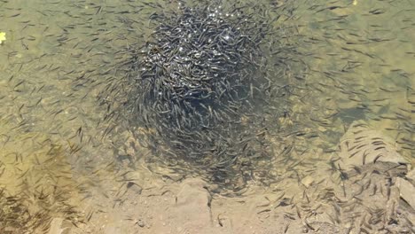 large flock of small fish swims near the water surface and eats bread in lake