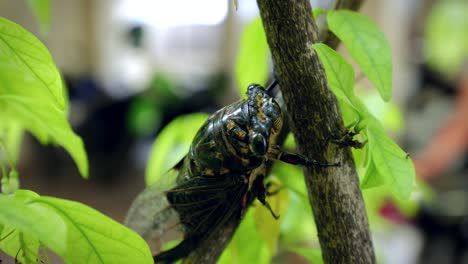 close-up macro footage of a cicada in slow motion on a tree branch