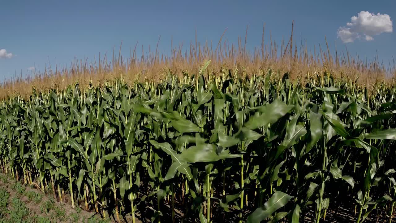 Video grandangolare di un rigoglioso campo di mais sotto un cielo blu chiaro, che cattura gli steli verde vibrante