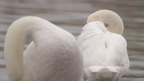 Un-Par-De-Cisnes-Blancos-Acicalándose-Plumas-En-Una-Orilla-Del-Río,-Retrato-De-Primer-Plano