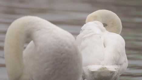 un par de cisnes blancos acicalándose plumas en una orilla del río, retrato de primer plano