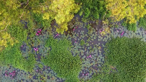 yellow trees, water lily grows with mosses and grasses, water lily blooming, river side water lily in the stream ,mangrove forest inland water body, beautiful aerial shot, group, blossom , field, top