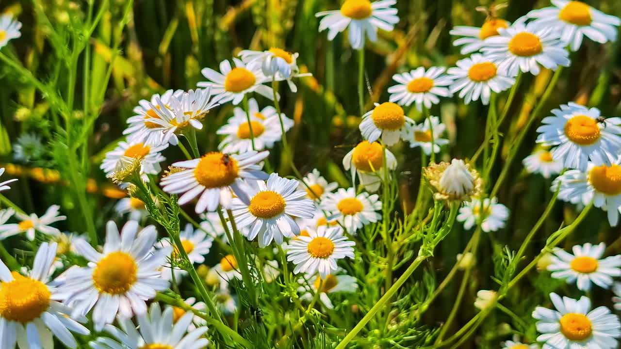 White chamomile blossoms grow in a field nearby, colorful plants sway in the breeze - Riga, Latvia