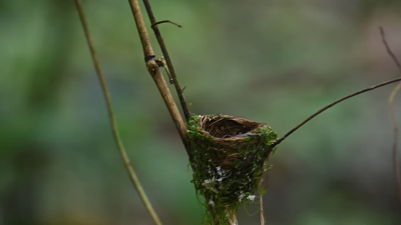una hembra sentada en el nido luego vuela cuando el macho llega con comida y luego se alimenta, papamoscas azul de nuca negra, hypothymis azurea, kaeng krachan, tailandia